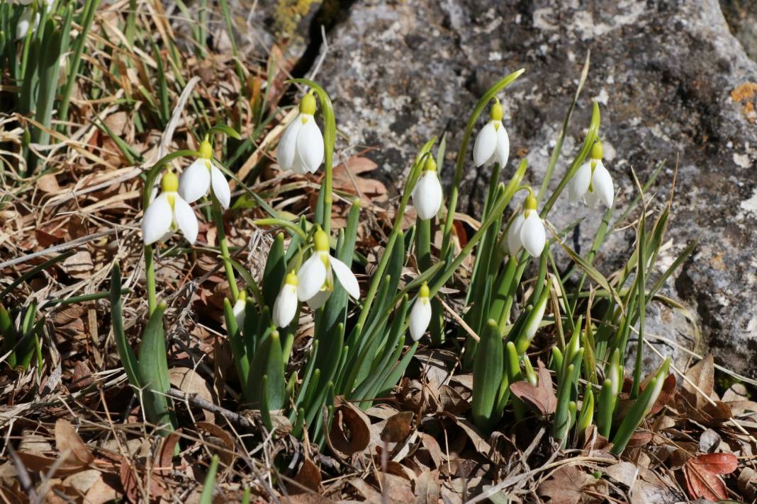 Hadim’in yüksek kesimlerinde baharın müjdecileri görüldü 2